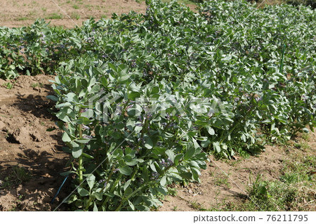 Broad bean flowers blooming in the spring field Broad bean flowers blooming in the spring field 76211795