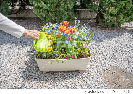 Spring gardening watering Spring gardening watering 76211796