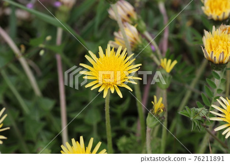 日本本土蒲公英，蒲公英 76211891