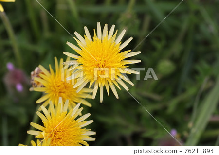 日本本土蒲公英，蒲公英 76211893