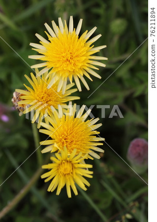 日本本土蒲公英，蒲公英 76211894