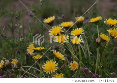 日本本土蒲公英,蒲公英 日本本土蒲公英,蒲公英 76211895