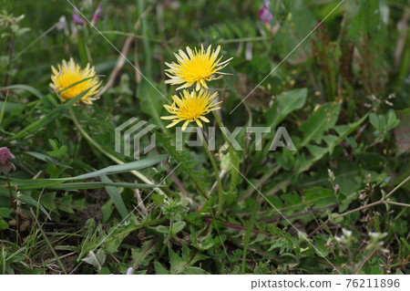 日本本土蒲公英，蒲公英 76211896