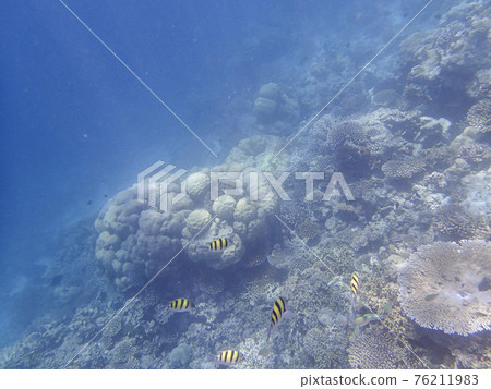 馬爾代夫浮潛 76211983