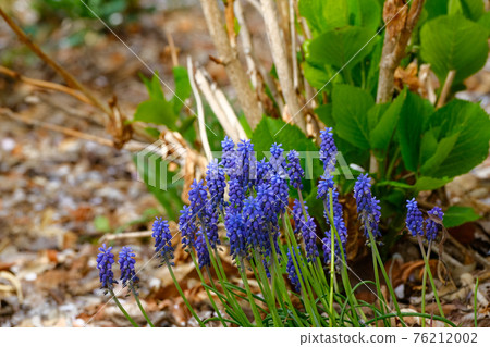 4月初，群馬縣田野盛開的藍紫色穆斯卡里花 76212002
