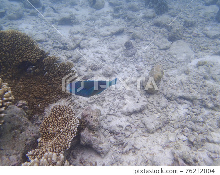 Maldives snorkel Maldives snorkel 76212004