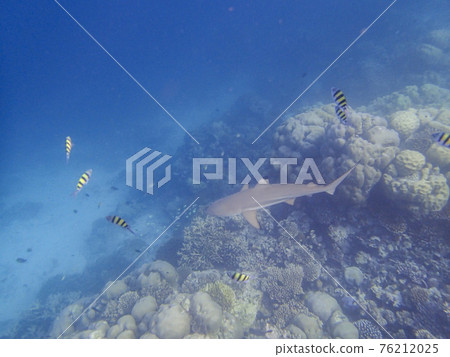 馬爾代夫浮潛 76212025