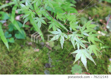 藍楓和苔蘚 藍楓和苔蘚 76212143