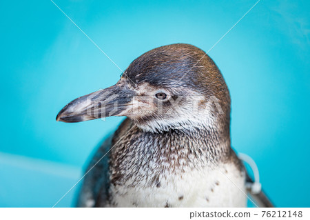 Penguin 76212148