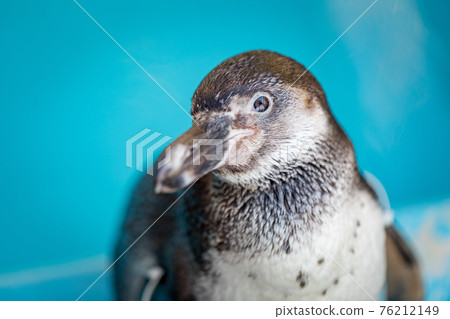 Penguin 76212149
