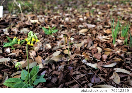 The buds that hang down their heads are pretty. 76212229