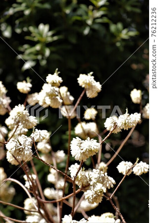 Mitsumata, the raw material for Japanese paper Mitsumata, the raw material for Japanese paper 76212236