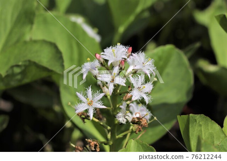 帶鬍鬚花的豇豆 76212244