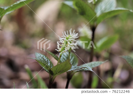 Flower language is "hidden beauty" ・ Hitori Shizuka 76212246