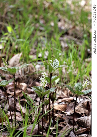 Flower language is "hidden beauty" ・ Hitori Shizuka 76212249