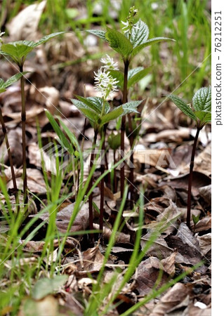 Flower language is "hidden beauty" ・ Hitori Shizuka Flower language is "hidden beauty" ・ Hitori Shizuka 76212251