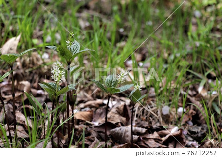 Flower language is "hidden beauty" ・ Hitori Shizuka Flower language is "hidden beauty" ・ Hitori Shizuka 76212252