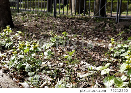 Yellow archangel with flowers blooming like dancers lined up 76212260