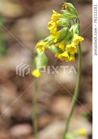 The buds that hang down their heads are pretty. 76212281