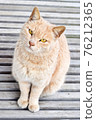 A stray cat that bends its neck 76212365