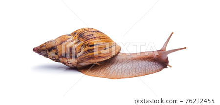 live giant african land snail isolated on white background live giant african land snail isolated on white background 76212455