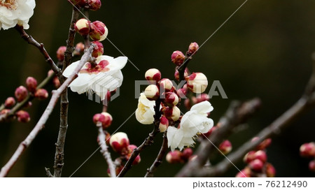 Early spring tree flowers: plum blossoms: double-flowered: white plums: plum grove: Yamadaike Park Early spring tree flowers: plum blossoms: double-flowered: white plums: plum grove: Yamadaike Park 76212490