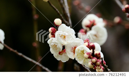早春樹花:梅花:八重崎:白梅花:梅林:山田池公園 早春樹花:梅花:八重崎:白梅花:梅林:山田池公園 76212491