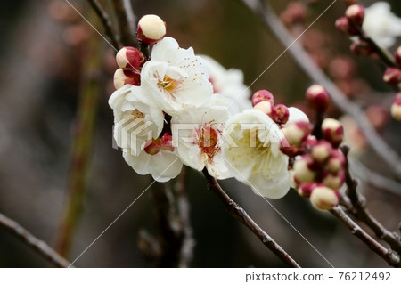 早春樹花:梅花:八重崎:白梅花:梅林:山田池公園 早春樹花:梅花:八重崎:白梅花:梅林:山田池公園 76212492