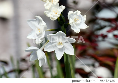 Early spring flowers: Narcissus: Narcissus: Yamadaike Park Early spring flowers: Narcissus: Narcissus: Yamadaike Park 76212580