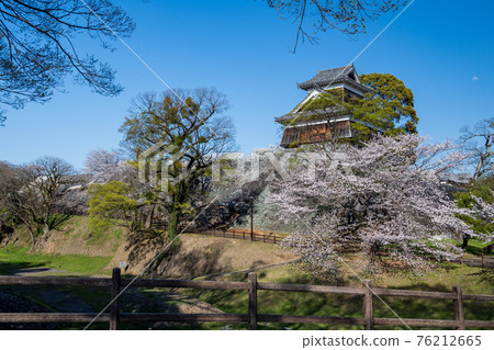 春日櫻花與熊本城晴空萬里 春日櫻花與熊本城晴空萬里 76212665