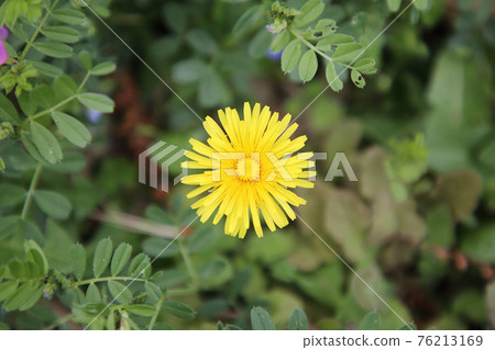  Dandelion 76213169