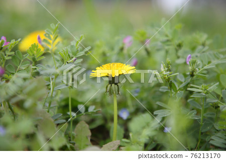Dandelion  Dandelion 76213170
