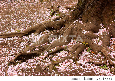 開滿花瓣的妙勝寺公園的櫻花根 (1) 76213535