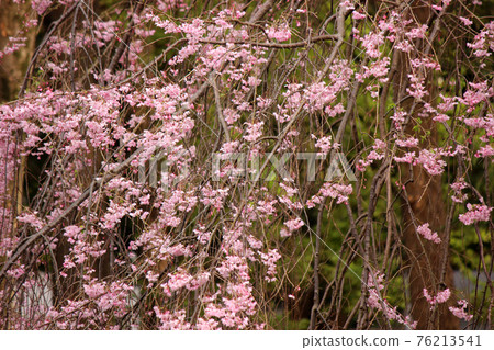 Weeping cherry tree in Myoshoji Park in full bloom (6) 76213541