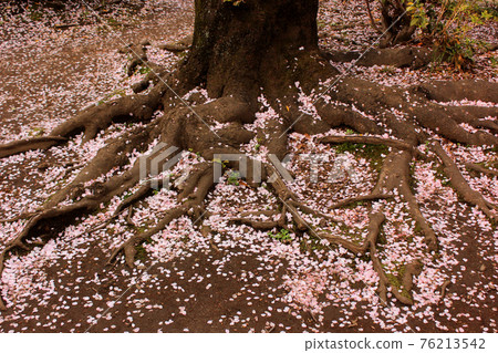 The root of the cherry blossoms in Myoshoji Park filled with petals (2) 76213542