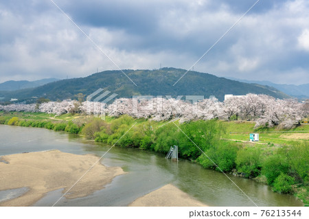 京都Sewaritei Sakura（三月盛開的櫻花） 76213544