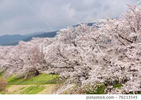京都Sewaritei Sakura(三月盛開的櫻花) 京都Sewaritei Sakura(三月盛開的櫻花) 76213545