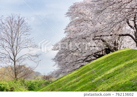 京都Sewaritei Sakura（三月盛開的櫻花） 76213602