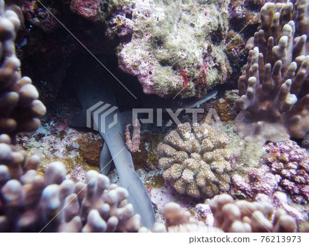 我想知道它是否隱藏 76213973