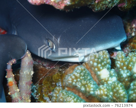 白鰭礁鯊臉 白鰭礁鯊臉 76213974