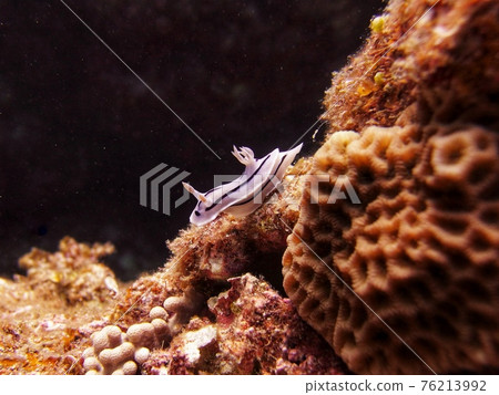 Leisure sea slug 76213992