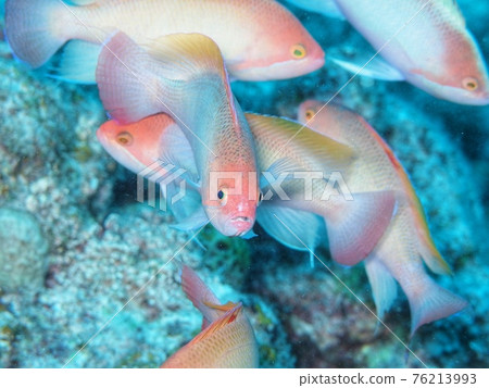 Kerama Hanadai Kerama Hanadai 76213993