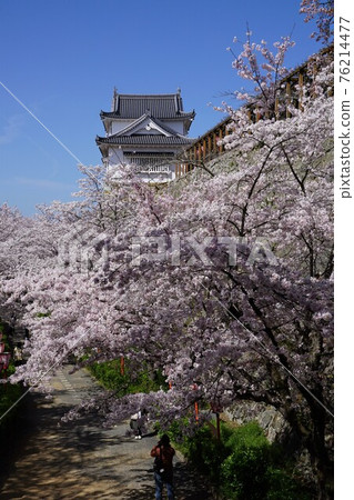 “Tsuruyama Park(Tsuyama Castle Fort)”,岡山縣津山市的100個櫻花地標之一 “Tsuruyama Park(Tsuyama Castle Fort)”,岡山縣津山市的100個櫻花地標之一 76214477