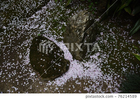 散落的櫻花和花筏 散落的櫻花和花筏 76214589