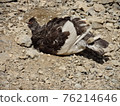 沐浴在沙子中的松雞 76214646