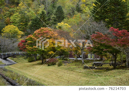 Park with bright autumn leaves Park with bright autumn leaves 76214703