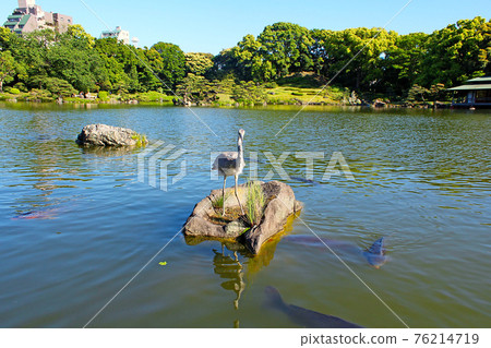 [Tokyo] Kiyosumi Garden in early summer, a gray heron visiting the spring water 76214719