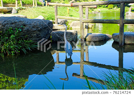 [Tokyo] Kiyosumi Garden in early summer, a gray heron visiting the spring water 76214724