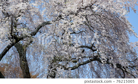 Yakujuin weeping cherry tree 76215005