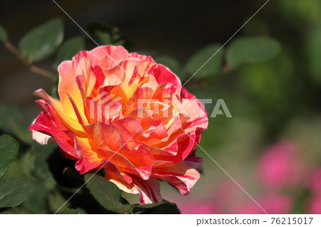 Maurice Utrillo Rose Rose Maurice Utrillo Rose Rose 76215017